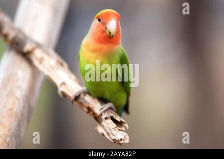 Nyasa lovebird o lilians lovebird, ESOTICI UCCELLI pappagallo, appollaiato su un ramo di albero. Foto Stock