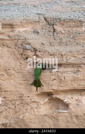 Un'apicoltura d'oliva o un'apicoltura malgascia (Merops superciliosus) in un foro di nidificazione sulle rive della valle del fiume Huanib nel nord di Damaraland/Kao Foto Stock