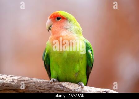 Nyasa lovebird o lilians lovebird, ESOTICI UCCELLI pappagallo, appollaiato su un ramo di albero. Foto Stock