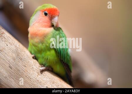 Nyasa lovebird o lilians lovebird, ESOTICI UCCELLI pappagallo, appollaiato su un ramo di albero. Foto Stock