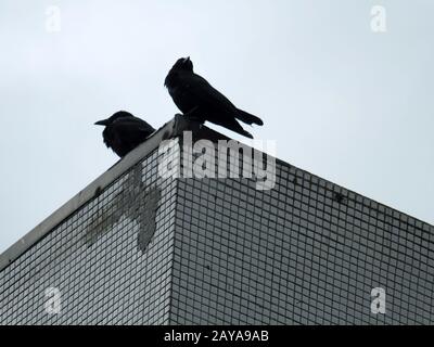 due corone arroccato sulla cima di un edificio urbano Foto Stock