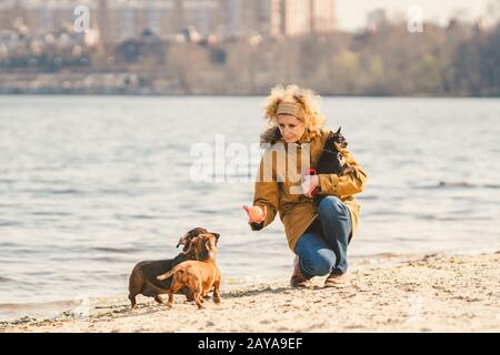 Animali domestici del lotto del soggetto, amante del cane a piedi. Adulto, anziano donna caucasica con tre cani razza dachshund e mani giocattolo terrier. O Foto Stock