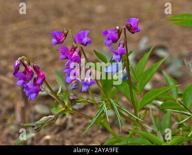 piselli a molla, molla di vetch, molla di vetchling, Foto Stock