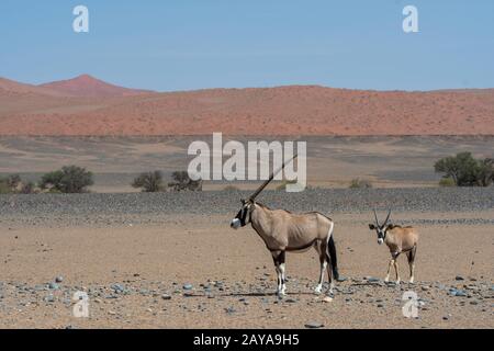 Un orice sudafricano (Oryx gazellaat), chiamato anche Gemsbok o gemsbuck, madre con un bambino sulla strada per un buco d'acqua nel paesaggio desertico di S. Foto Stock