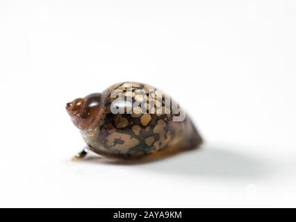 questo è un primo piano di una bolla lumache, uova di lumache Foto Stock