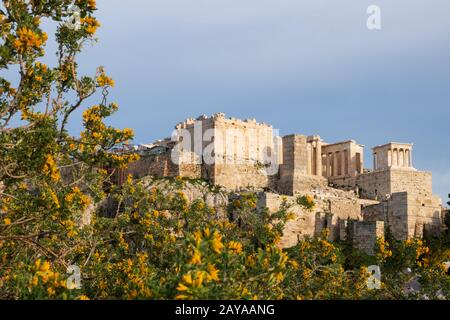 Albero in fiore (fuori fuoco) contro il Partenone (in focus) ad Atene, Grecia Foto Stock