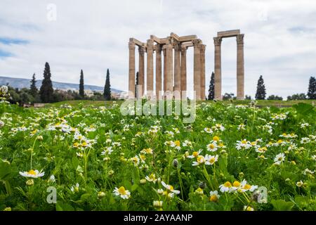 Rovine dell'antico Tempio di Zeus Olimpio ad Atene dietro campo di margherite Foto Stock