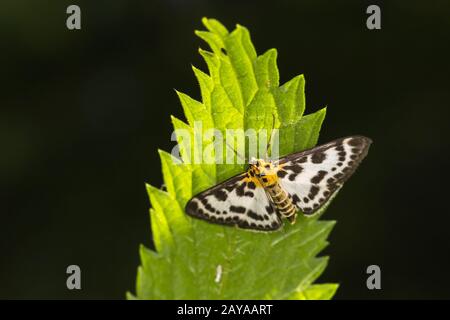 Piccola magpie (Anania hortulata) Foto Stock