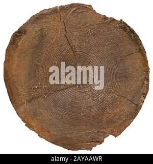 Tronco segato con struttura in legno su sfondo bianco. Foto Stock