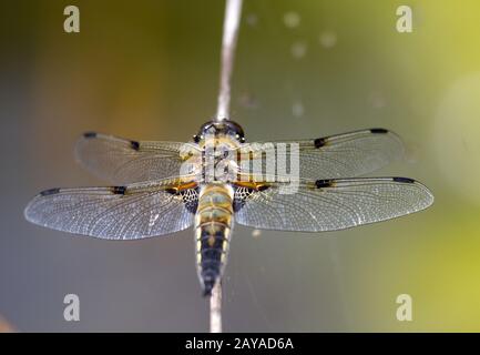 Four Spot, Dragon-fly, Wahner Heide, Germania Foto Stock