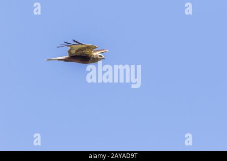 Arrier di palude occidentale (Circus aeriginosus) Foto Stock