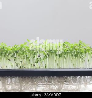 Cress acqua giovani pianta agricoltura. Cibo verde Foto Stock