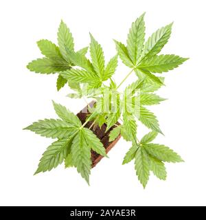 Cannabis sativa automatica autoflowering pianta giovane isolata su sfondo bianco. Medicina Foto Stock
