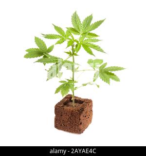 Cannabis sativa automatica autoflowering pianta giovane isolata su sfondo bianco. Medicina Foto Stock