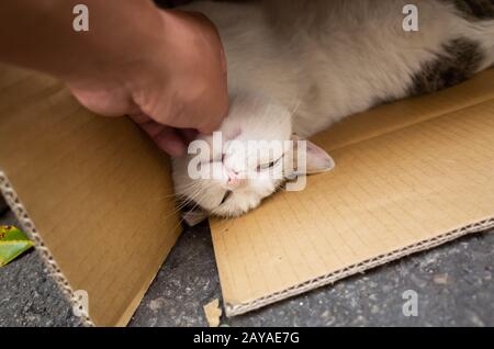 toccare il gatto grasso randagio giocare e dormire in una scatola Foto Stock