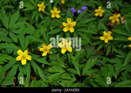 anemone buttercup, anemone bosco giallo, anemone legno giallo, anemone legno giallo Foto Stock