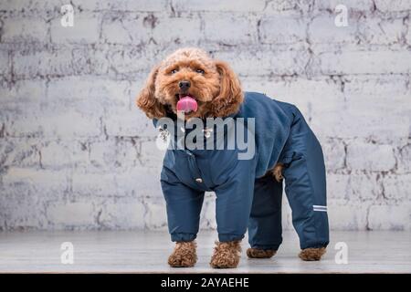 Piccolo divertente cane di colore marrone con capelli ricci di razza puodle giocattolo in posa in vestiti per cani. Accessori per soggetto e moda Foto Stock