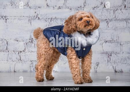 Piccolo divertente cane di colore marrone con capelli ricci di razza puodle giocattolo in posa in vestiti per cani. Accessori per soggetto e moda Foto Stock