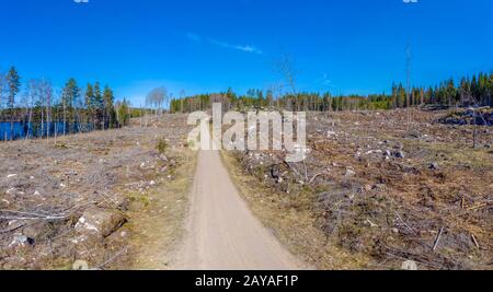 Strada sterrata in una radura nel legno Foto Stock