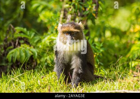 Scimmia Sykes Cercopithecus frontalis seduta sull'erba Foto Stock
