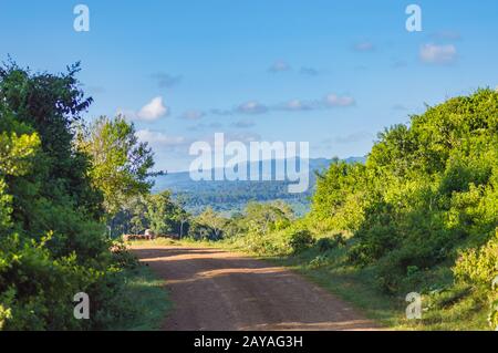 Vista sulla foresta e sulle montagne di Aberdare Foto Stock