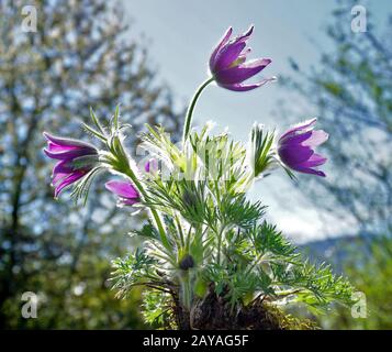 Il sangue di Dane, il fiore di pasque, il croco di prateria, il pasteflower europeo, il fiore di pasque comune, Foto Stock