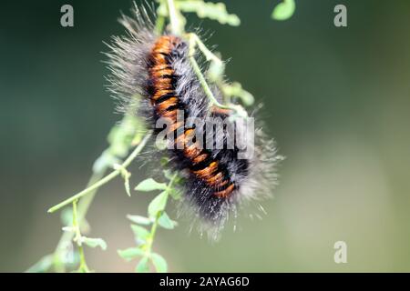 Caterpillar di blackberry moth Foto Stock