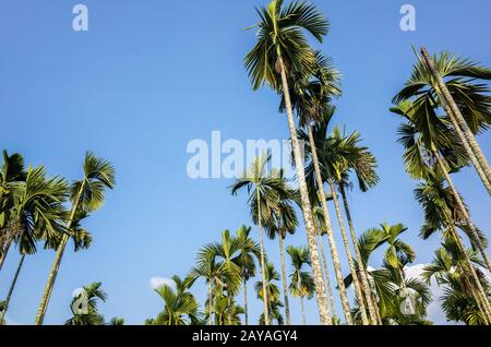 albero palmo di betel nut Foto Stock