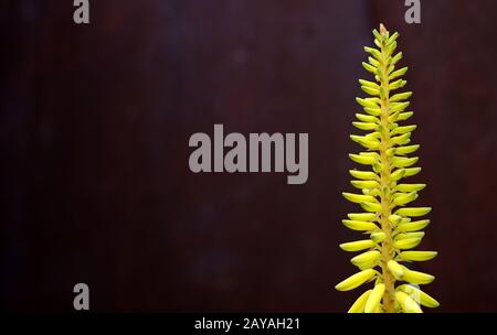 Fiore isolato di aloe (Aloe vera) vista isolata su sfondo scuro Foto Stock