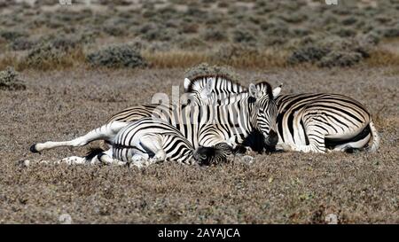 Una piccola mandria familiare di tre pianure zebra, sdraiata con una spiedatura pomeridiana, Parco Nazionale Etosha, Namibia, Africa. Foto Stock