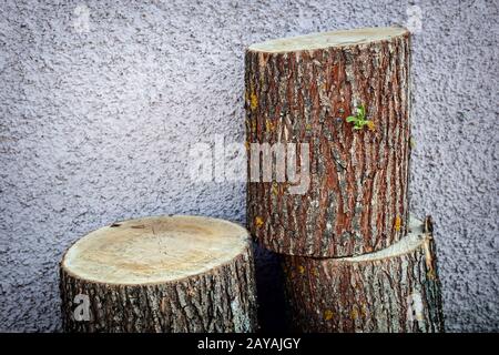 Il tronco di un albero segato e tagliato in tre parti Foto Stock