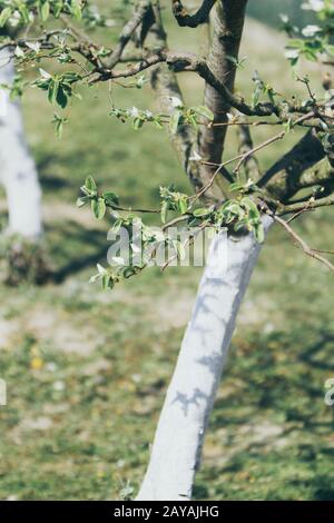 Pear Tree con corteccia imbiancato a calce Foto Stock