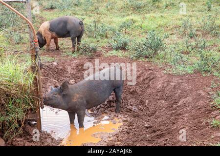 Maiali in fattoria a Byron Bay in Australia Foto Stock