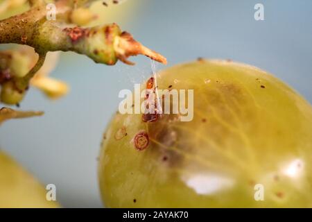 Un verme, larva di una cometa di insetto da un'uva e gira dentro. Foto Stock