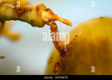 Un verme, larva di una cometa di insetto da un'uva e gira dentro. Foto Stock