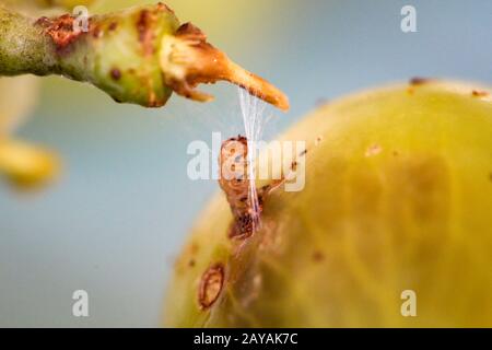 Un verme, larva di una cometa di insetto da un'uva e gira dentro. Foto Stock