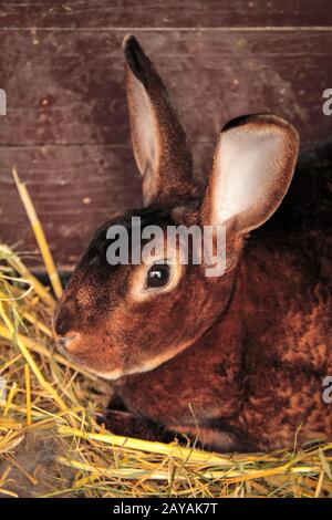 un conigli domestici nel loro hutch di coniglio, Foto Stock