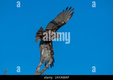 Un'aquila di serpente marrone (Circaetus cinereus) sta volando fuori da un albero morto nell'area delle pianure di Gomoti, una concessione di corsa della Comunità, sul bordo del Gomo Foto Stock