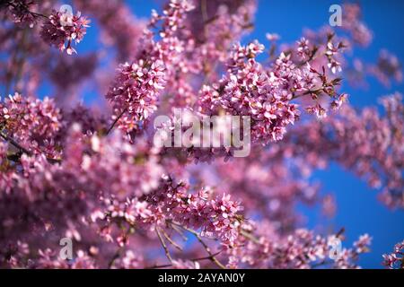 Oriental Cherry Blooming Foto Stock