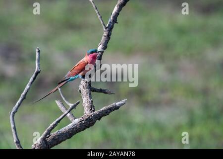 Un Bee-eater del Carmine del Sud (Merops nubicoides) è appollaiato su un ramo nella zona delle pianure di Gomoti, una concessione di corsa della comunità, sul bordo del Gomo Foto Stock