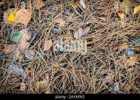 Il terreno è coperto con gli aghi di pino e foglie cadute. Foto Stock