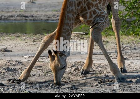 Primo piano di una giraffa meridionale (Giraffa giraffa) che beve acqua da un pozza nella zona delle pianure di Gomoti, una concessione a gestione comunitaria, sul bordo del Th Foto Stock