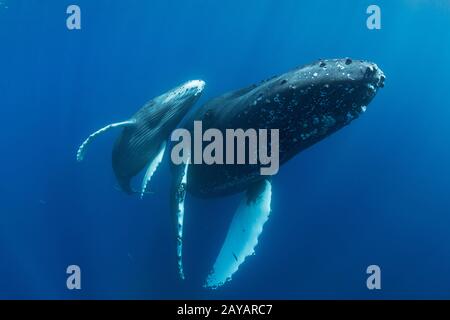 Humpback balena madre e vitello, Megaptera novaeangliae, Maui, Hawaii, USA ( Oceano Pacifico Centrale ) Foto Stock