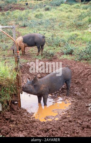 Maiali in fattoria a Byron Bay in Australia Foto Stock