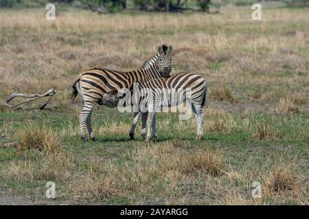 A Plains zebra (Equus quagga, ex Equus burchellii) madre sta allattando un annoso, sulle pianure alluvionali nella zona delle pianure di Gomoti, una comunità gestita c Foto Stock