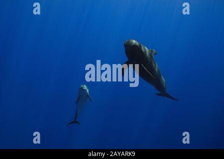 Un delfino a collo di bottiglia, Tursiops truncatus, con balena pilota a balena corta, Globicephala macrorhynchus, Kona Coast, Hawaii, Stati Uniti ( Central Pacific ) Foto Stock