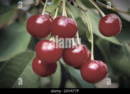 Ciliegie mature appese su un ramo di albero Foto Stock