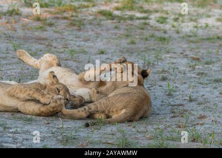 Dopo l'alimentazione su un warthog i circa 6 mesi vecchi cuccioli di leone (Panthera leo) sono pieni e felici e iniziano a giocare e leccarsi a vicenda nella Gomoti P. Foto Stock