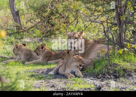 Una leonessa (panthera leo) con circa 6 mesi di cucini che si trovano all'ombra e riposano nella zona delle pianure di Gomoti, una concessione di gestione comunitaria, sul bordo o Foto Stock