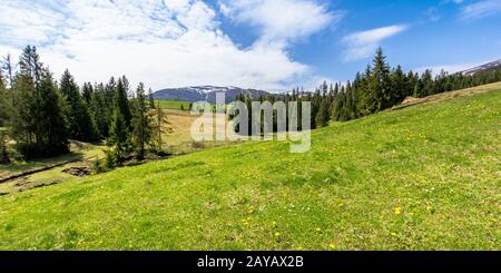 Prato e bosco in montagna in una giornata di sole. Snow capped ridge in distanza. splendida primavera meteo con le nubi del cielo. tradizionale cou Foto Stock